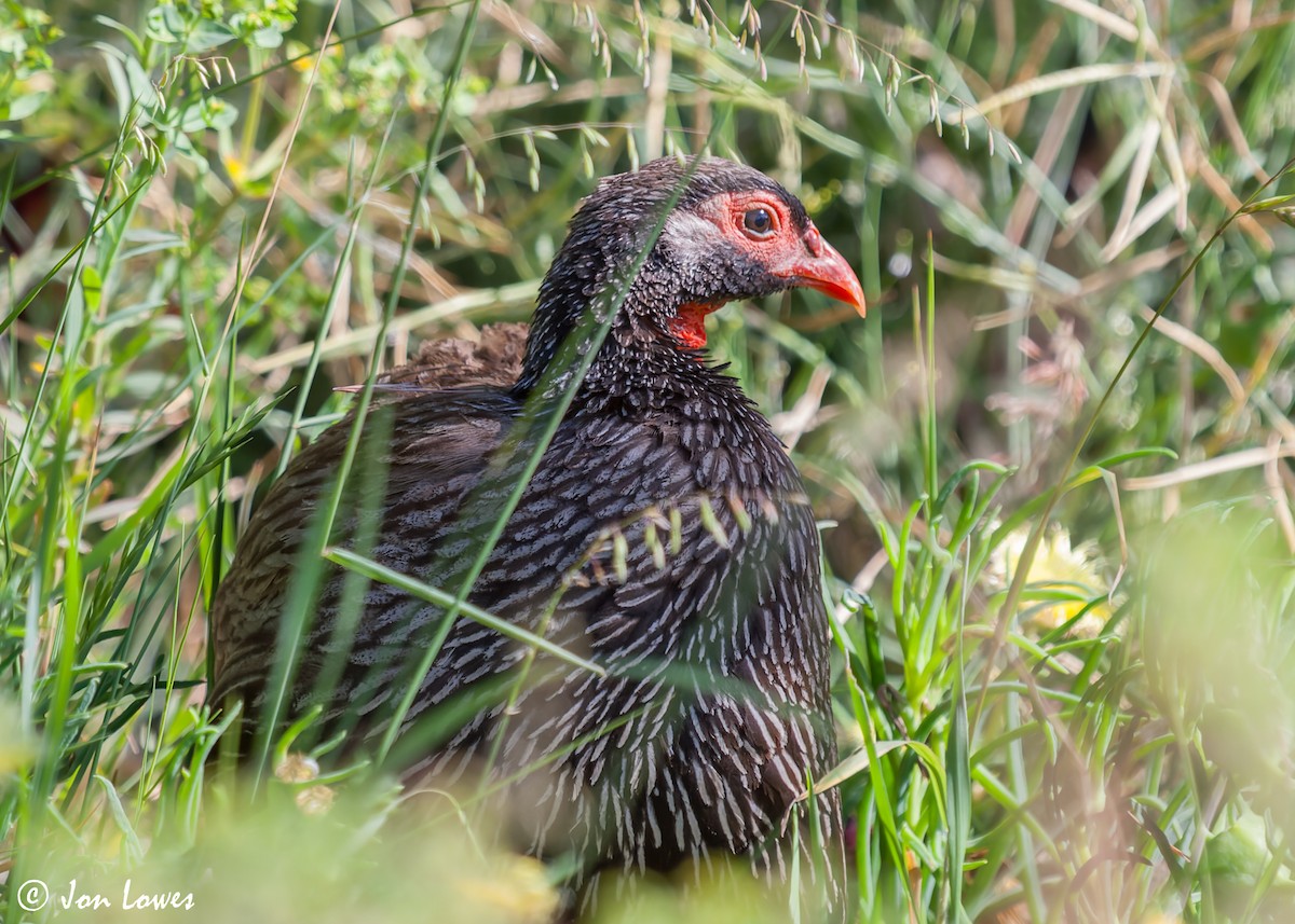 Red-necked Spurfowl (Southern) - Jon Lowes