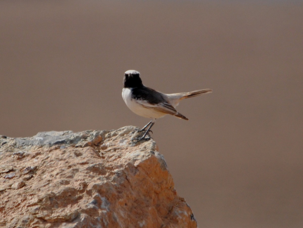 Red-rumped Wheatear - ML588213811