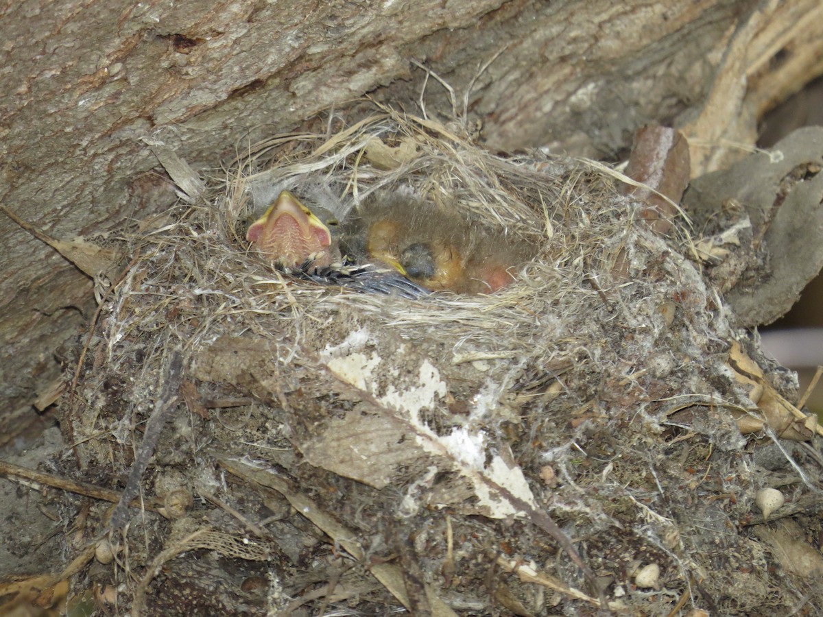 Western Flycatcher (Pacific-slope) - ML588215121