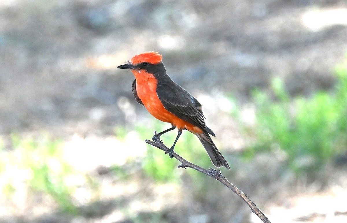 Vermilion Flycatcher - Tim Saylor