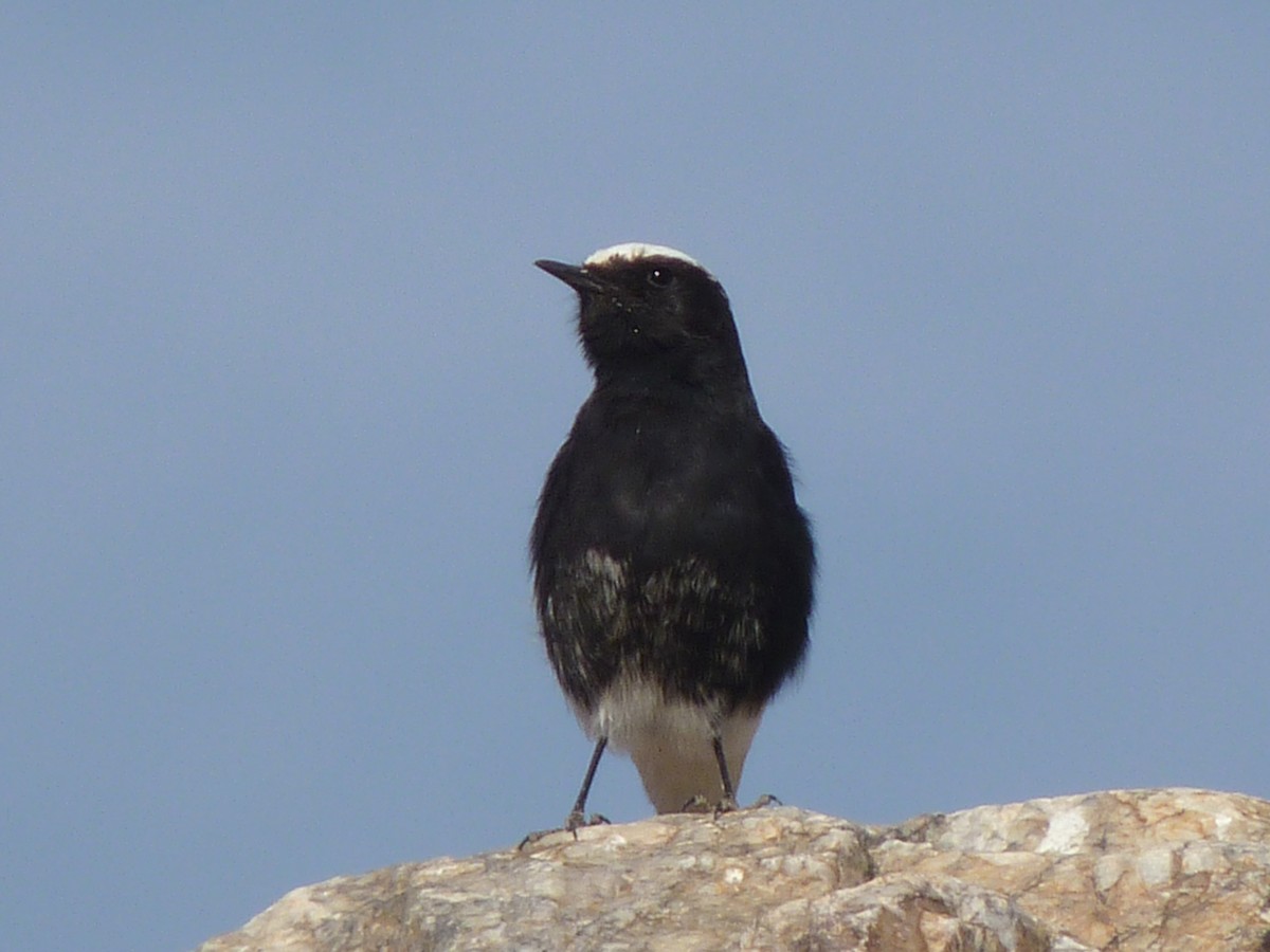 White-crowned Wheatear - ML588215541