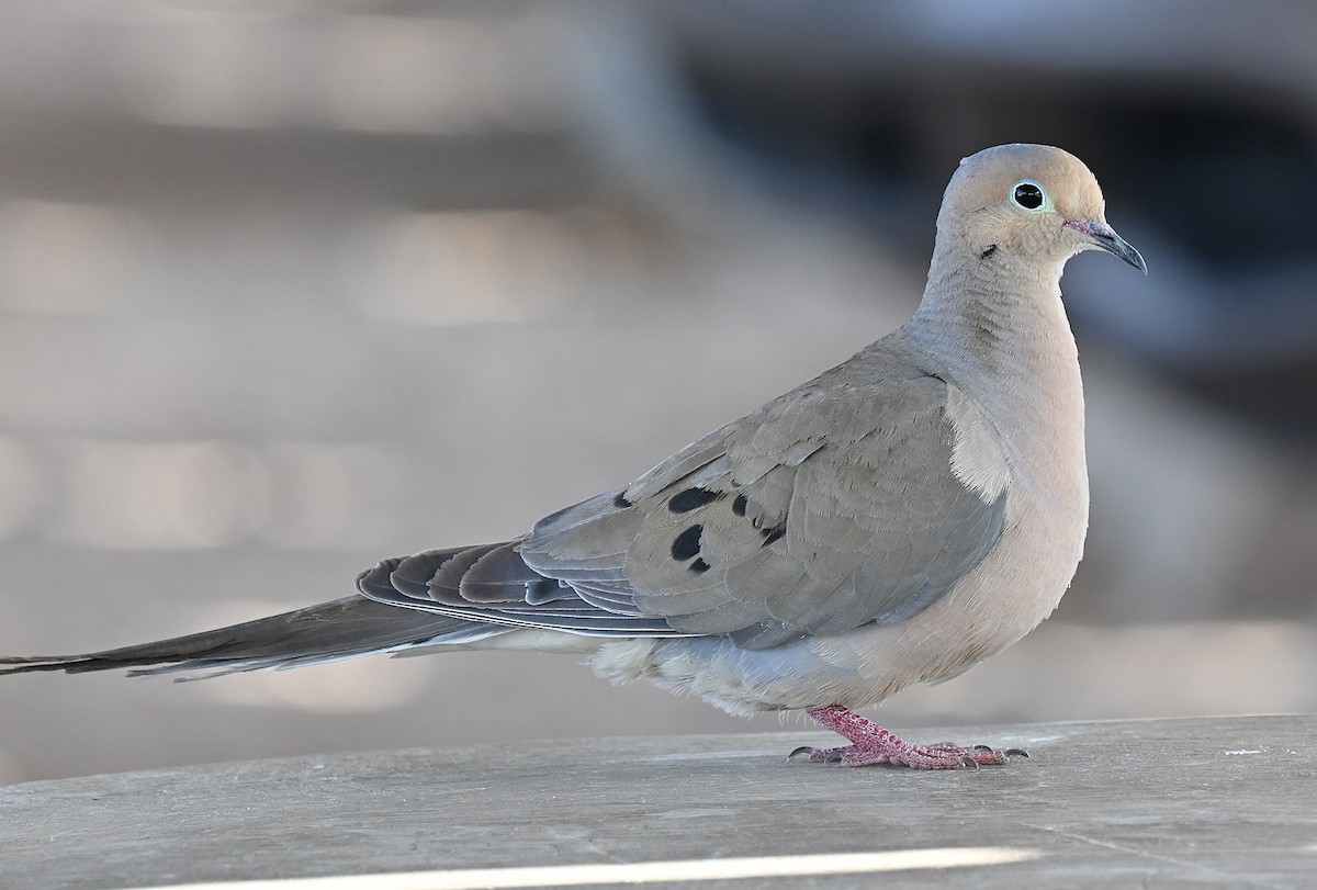 Mourning Dove - ML588215941