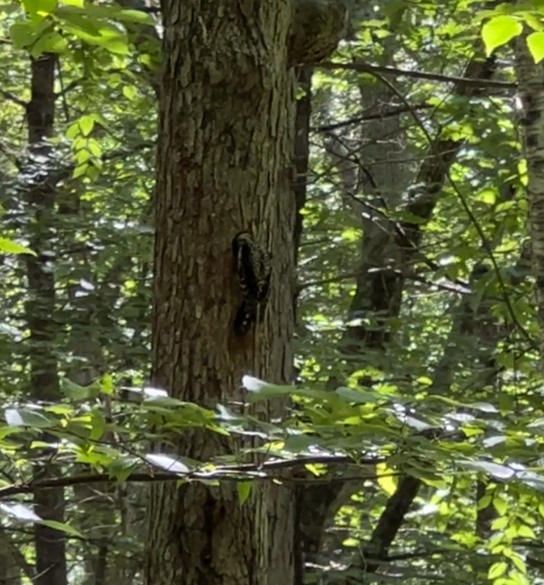 Yellow-bellied Sapsucker - ML588216621