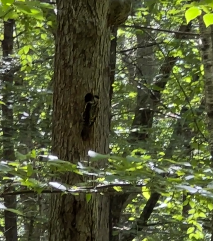 Yellow-bellied Sapsucker - ML588216701