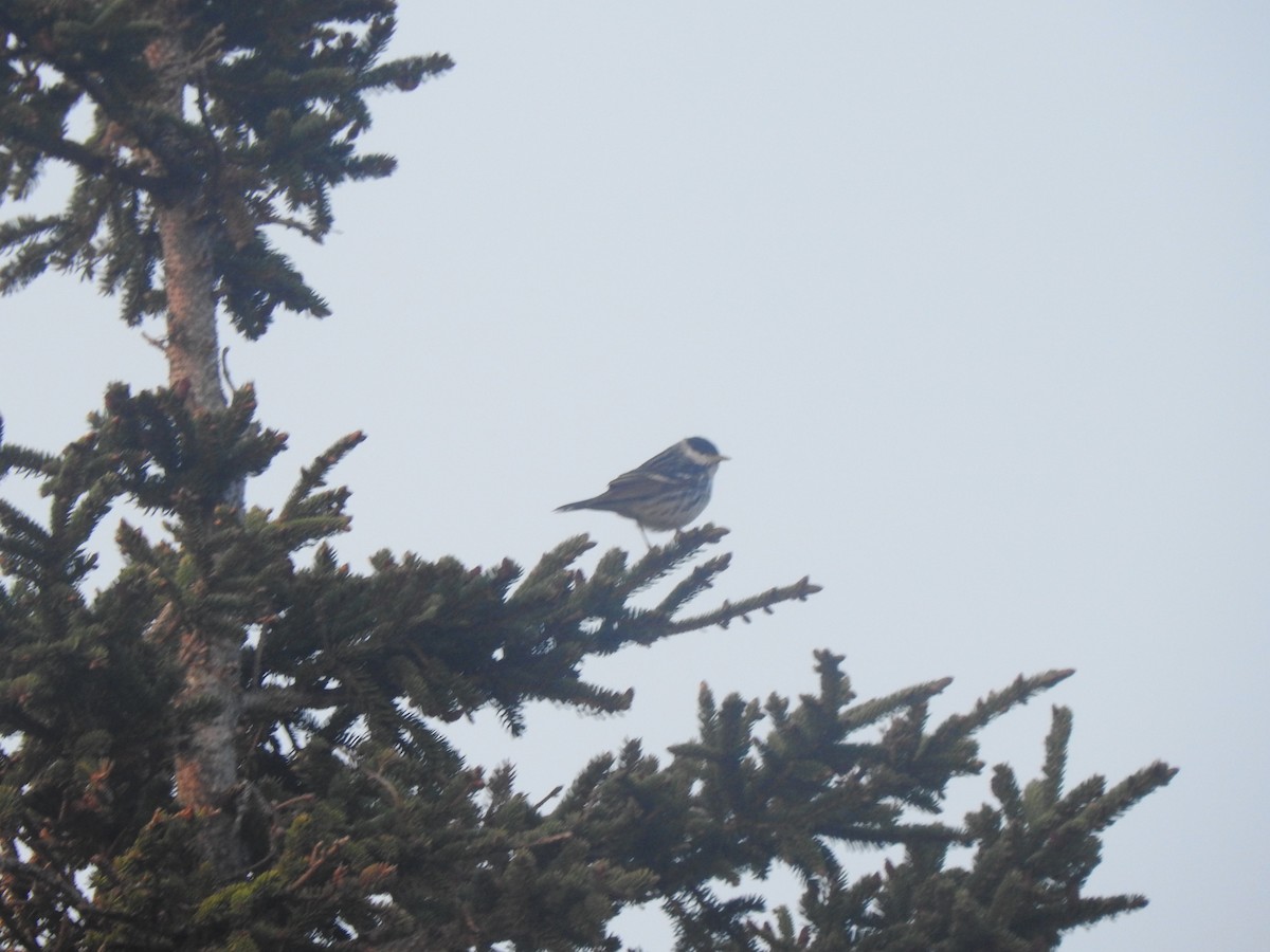 Blackpoll Warbler - ML588216741