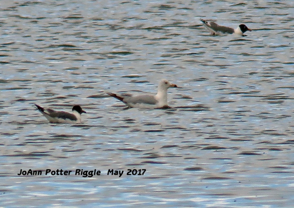 Ring-billed Gull - ML58821721