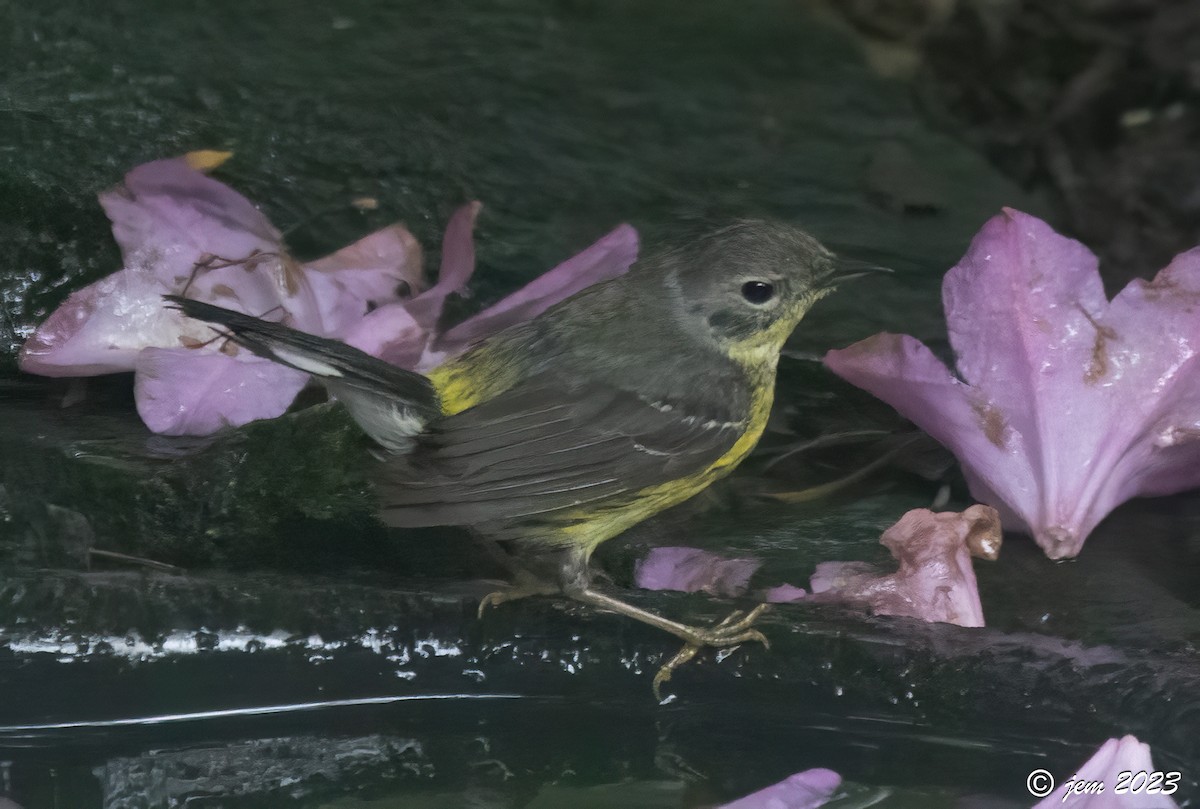 Magnolia Warbler - ML588218131