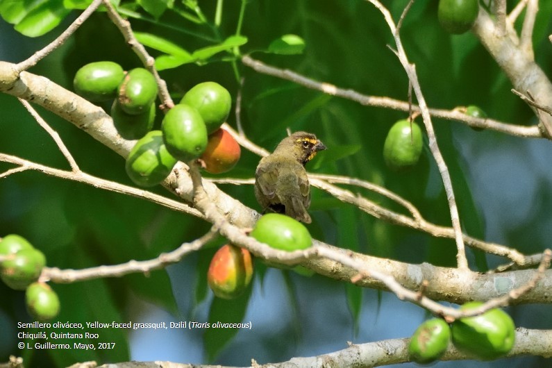 Yellow-faced Grassquit - ML58821841