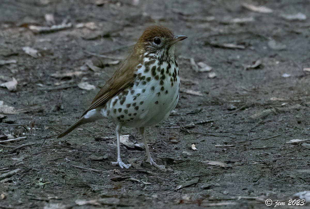 Wood Thrush - ML588218621