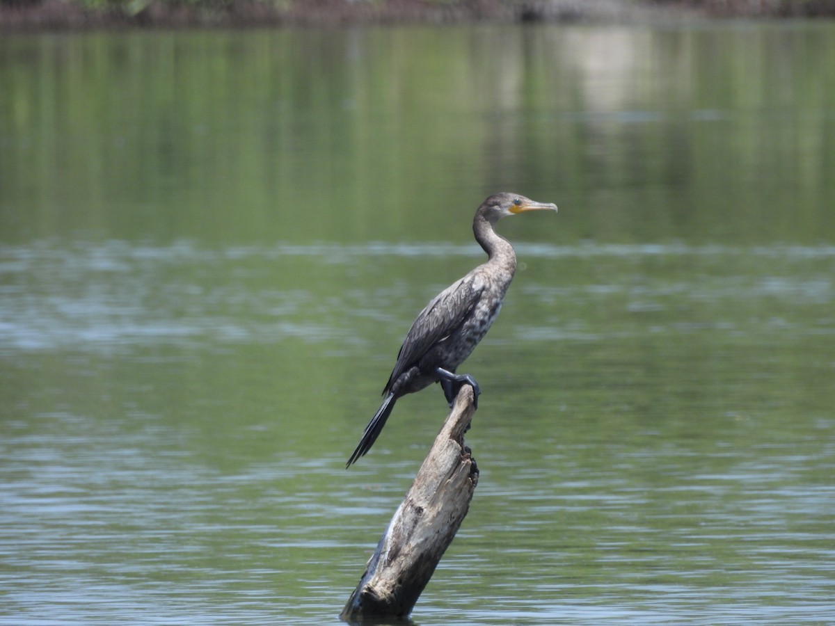 Neotropic Cormorant - ML588218821