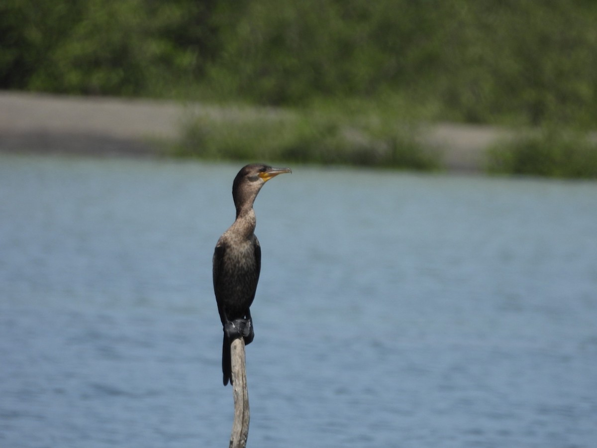 Neotropic Cormorant - ML588218831