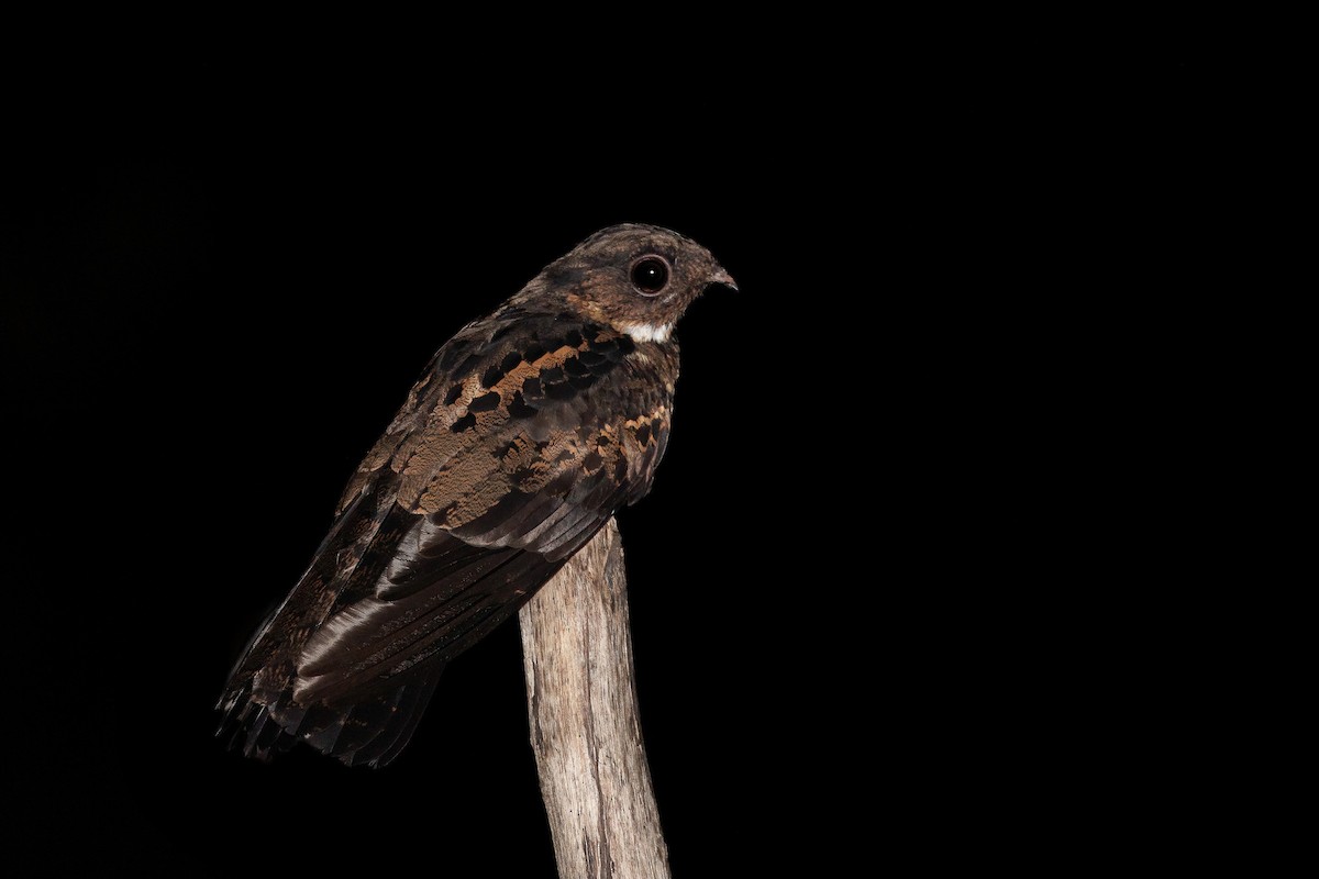 Papuan Nightjar - ML588218851