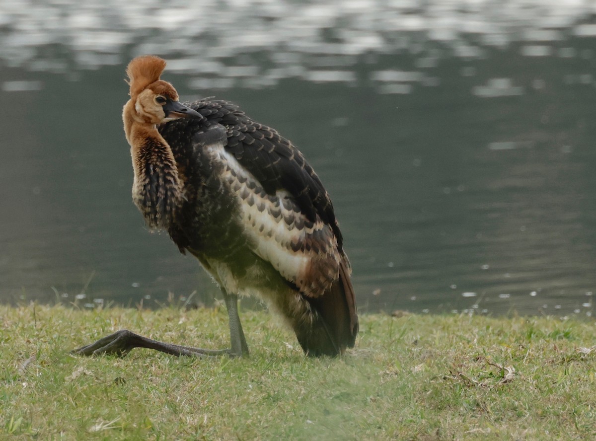 Gray Crowned-Crane - ML588219091