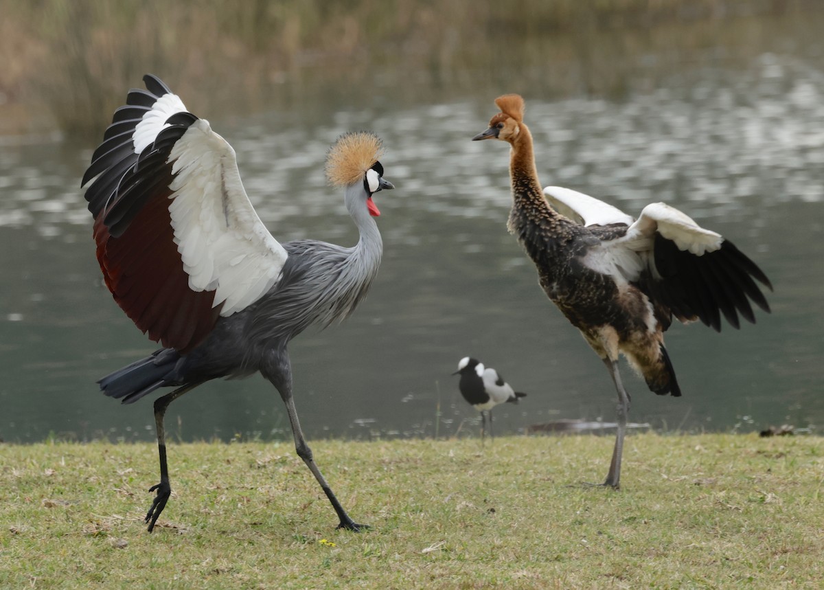 Gray Crowned-Crane - ML588219111