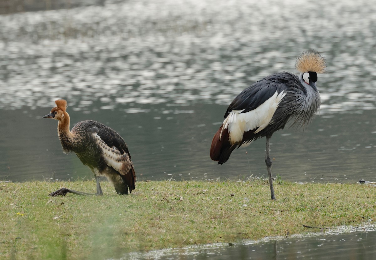 Gray Crowned-Crane - ML588219121