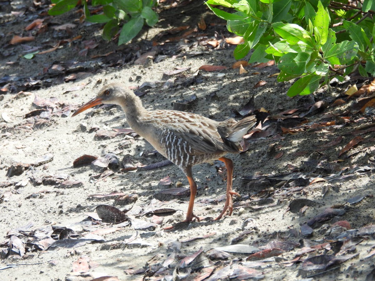 Mangrove Rail - ML588219511