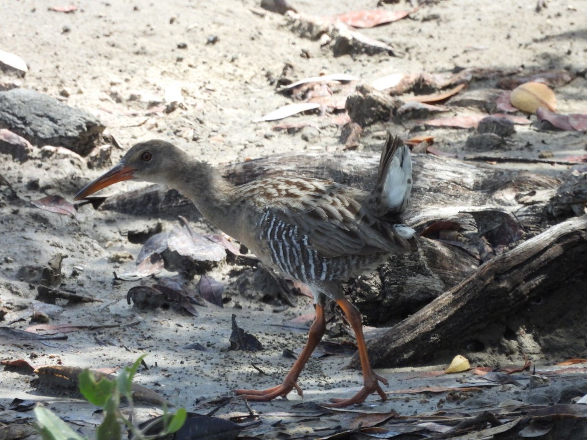 Mangrove Rail - ML588219521