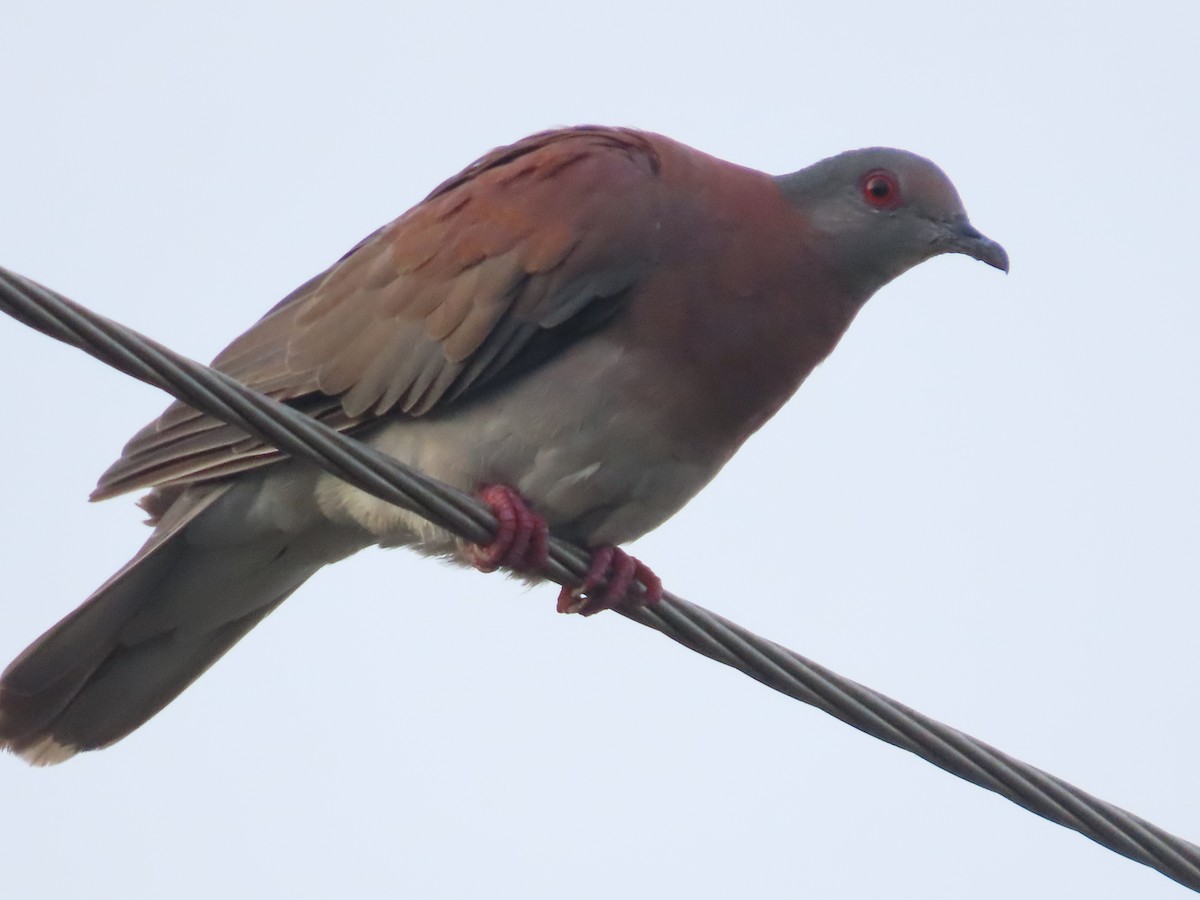 Pale-vented Pigeon - ML588219711