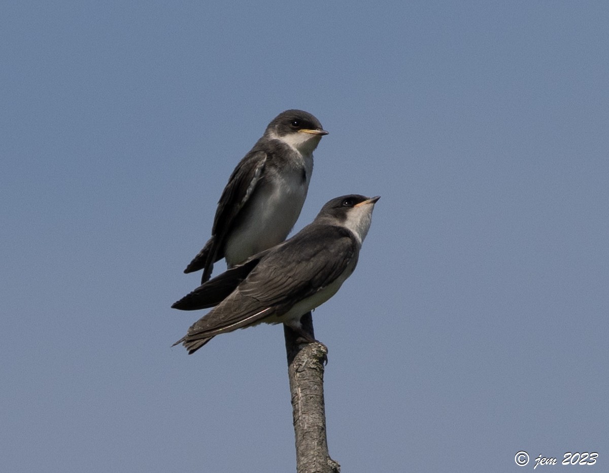 Tree Swallow - ML588220141