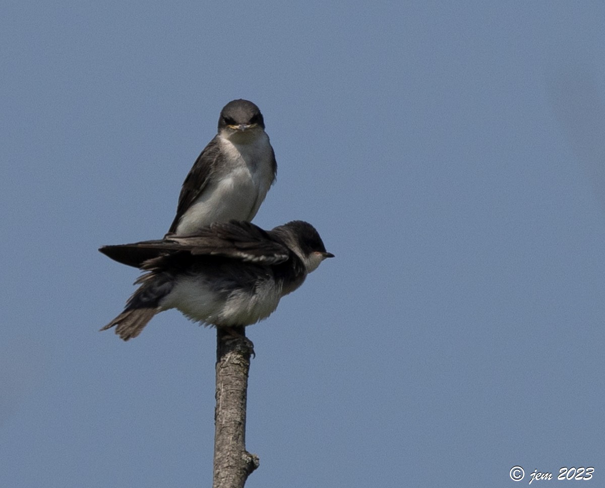 Tree Swallow - ML588220151