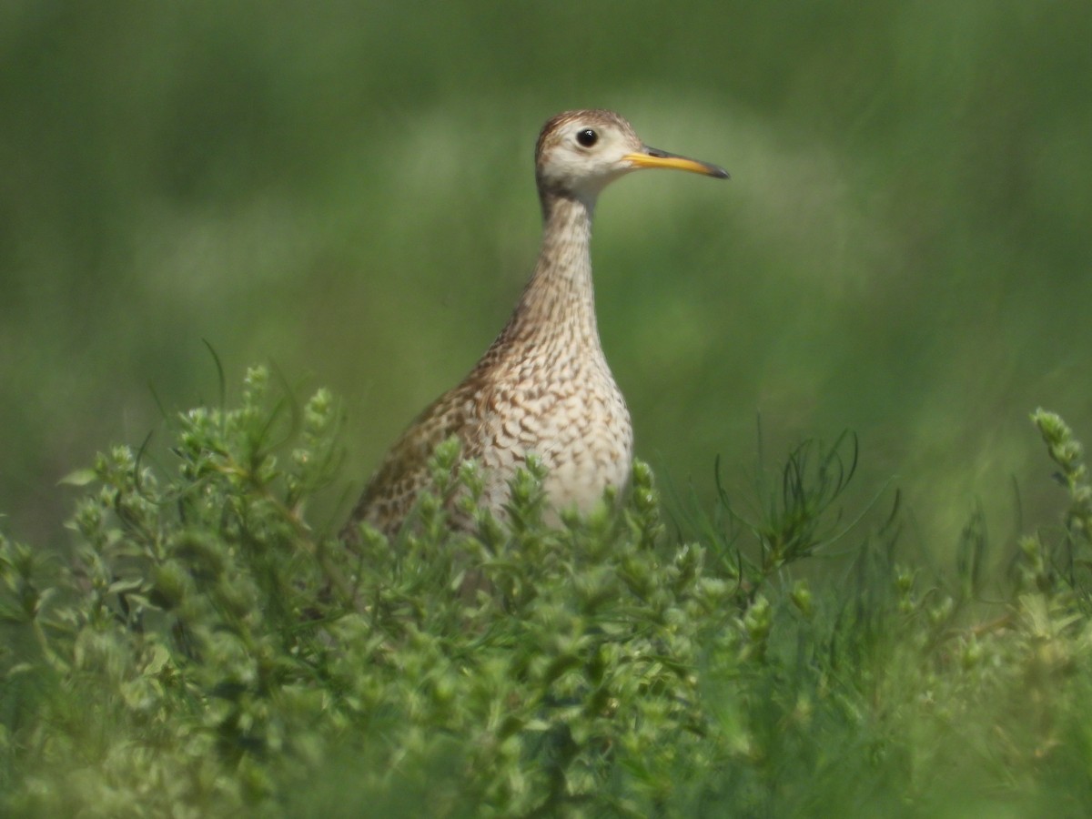 Upland Sandpiper - ML588220531