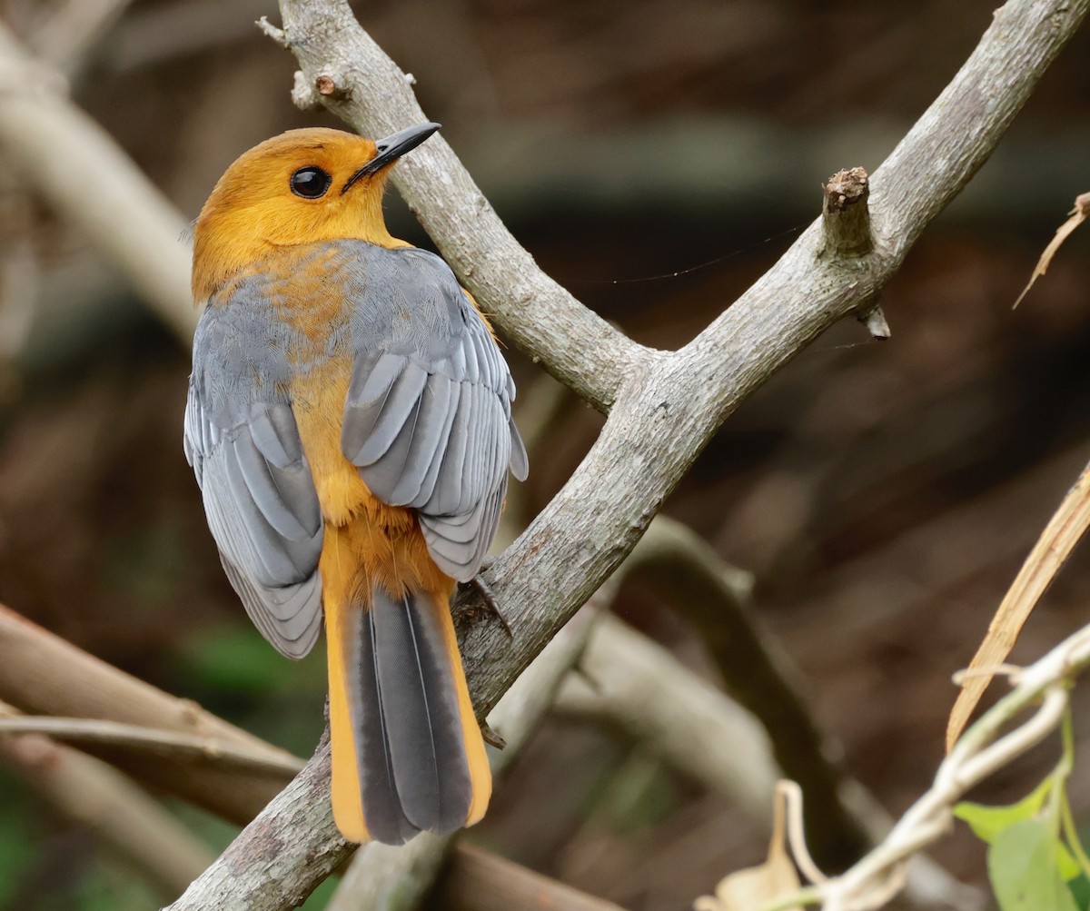 Red-capped Robin-Chat - ML588220551