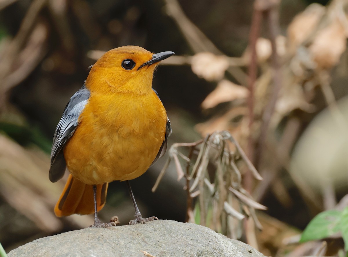 Red-capped Robin-Chat - ML588220561