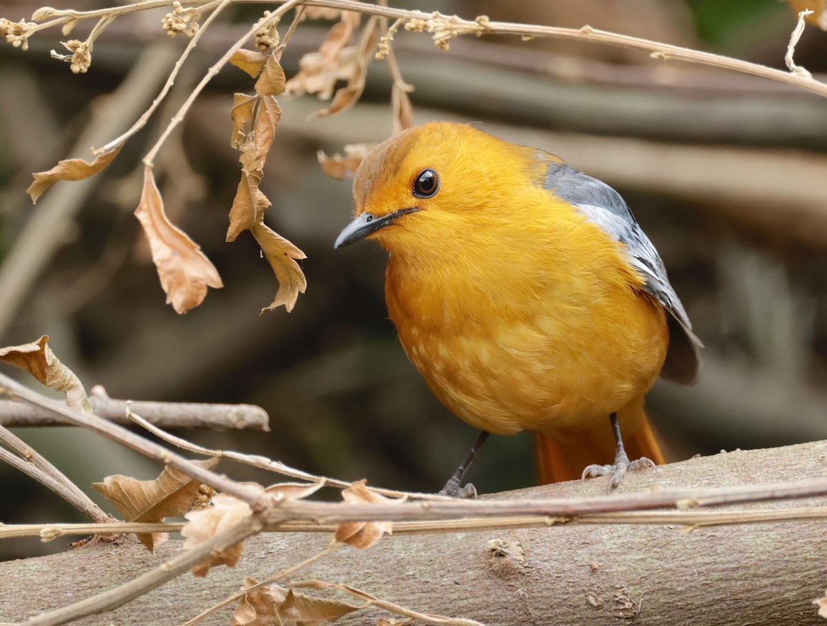 Red-capped Robin-Chat - ML588220571