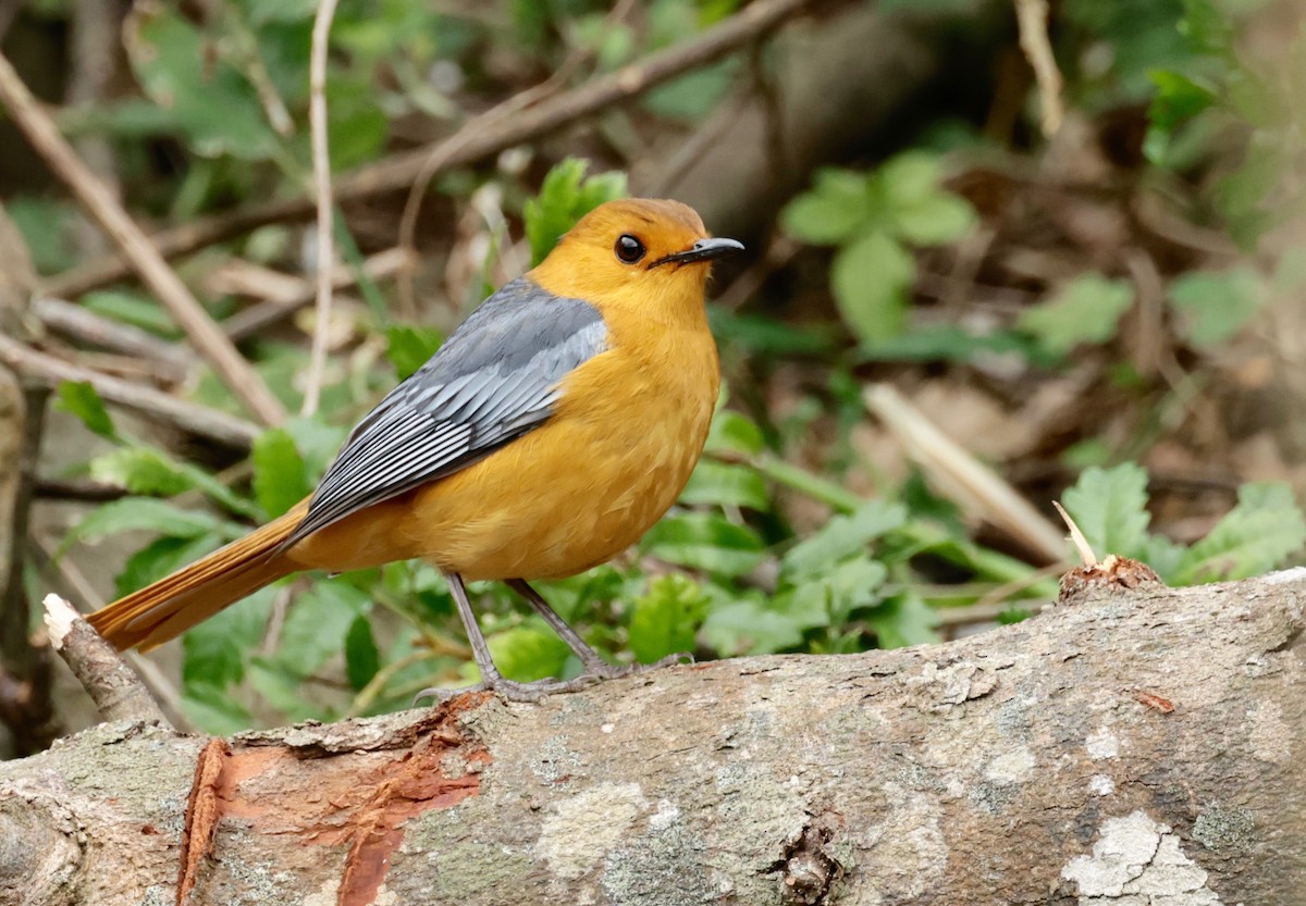 Red-capped Robin-Chat - ML588220581