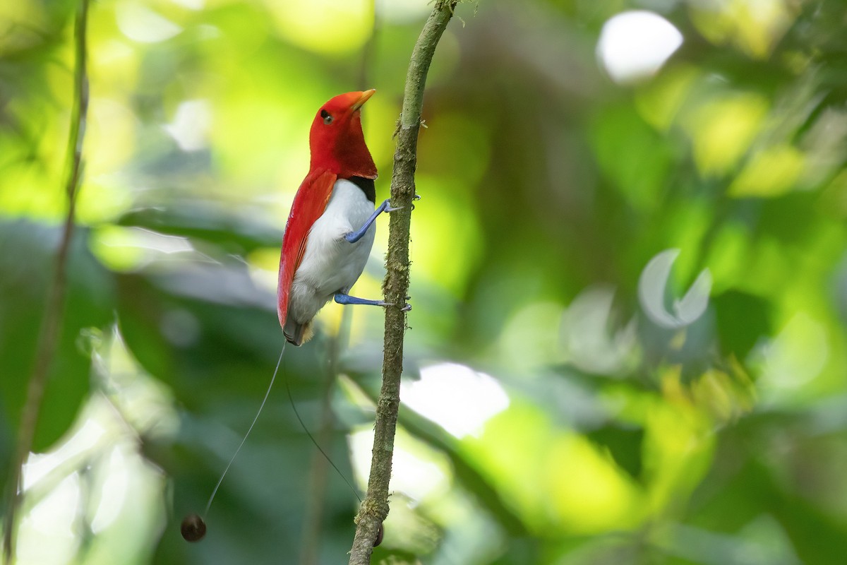 King Bird-of-Paradise - Chris Venetz | Ornis Birding Expeditions
