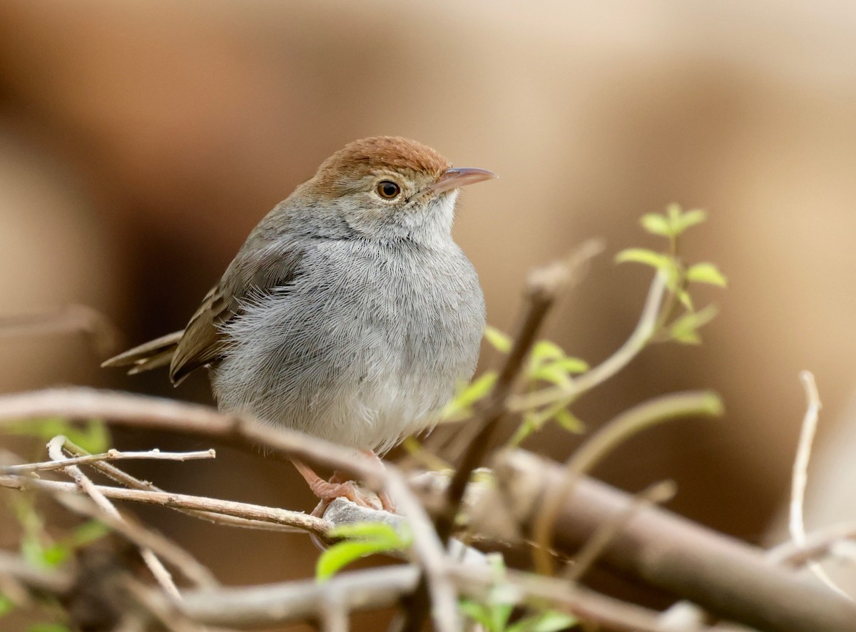 Piping Cisticola - ML588221131