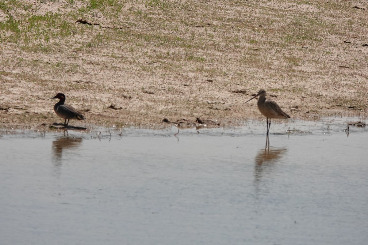 Marbled Godwit - ML588221671