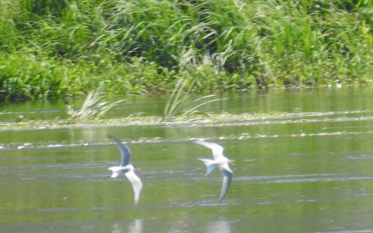 Little Tern - ML588222481