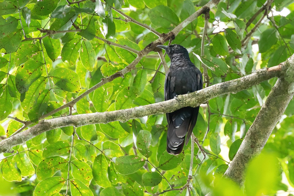 White-crowned Cuckoo - ML588222541