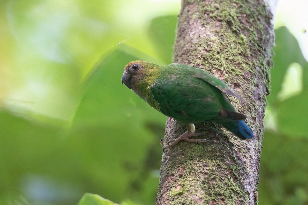 Yellow-capped Pygmy-Parrot - Chris Venetz | Ornis Birding Expeditions