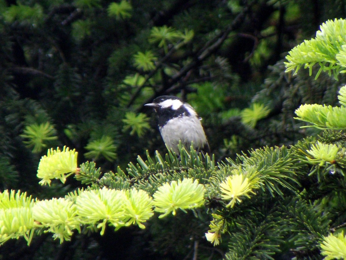 Coal Tit - ML58822451