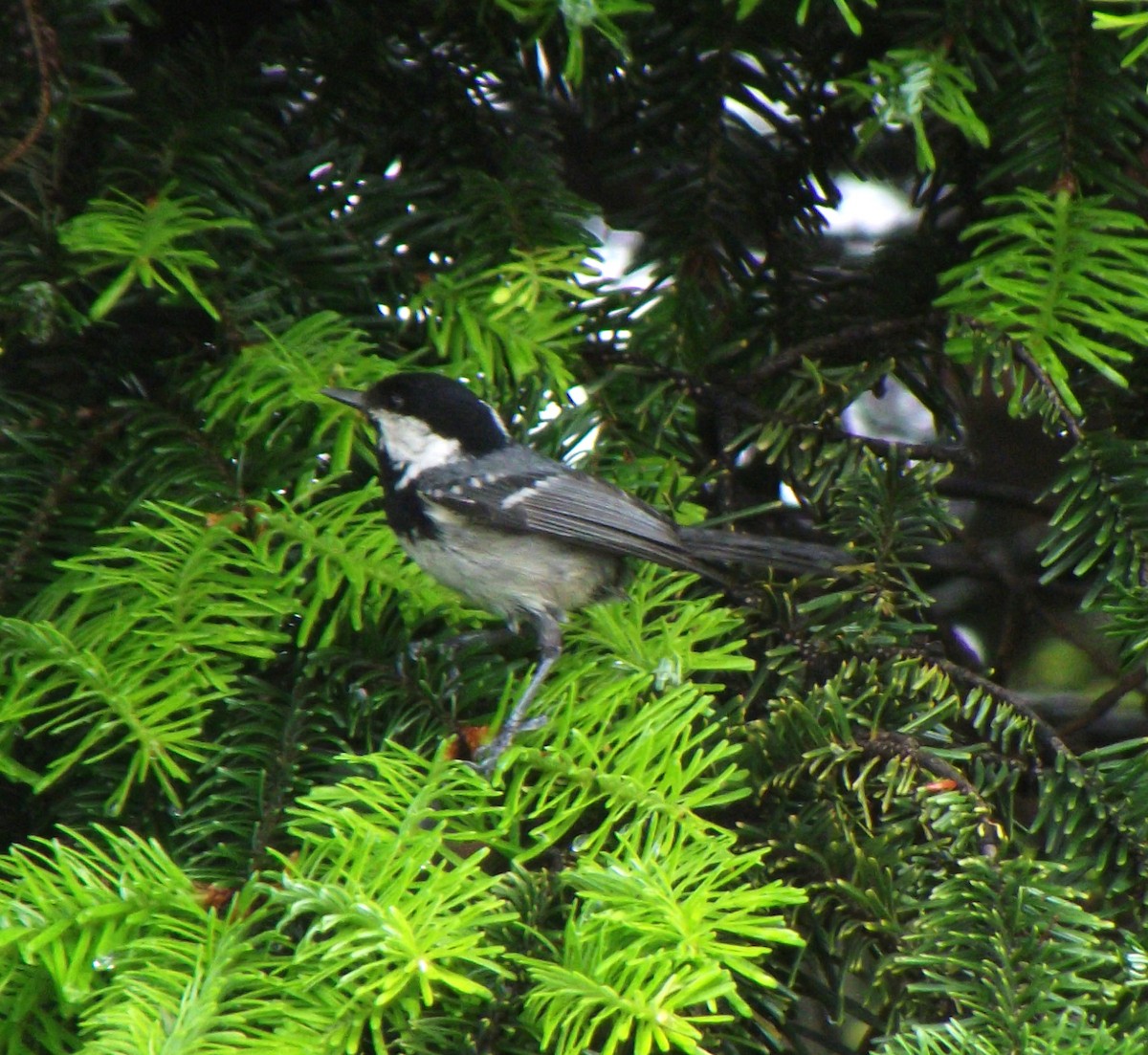 Coal Tit - ML58822461