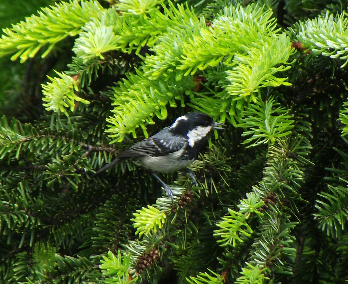 Coal Tit - ML58822471