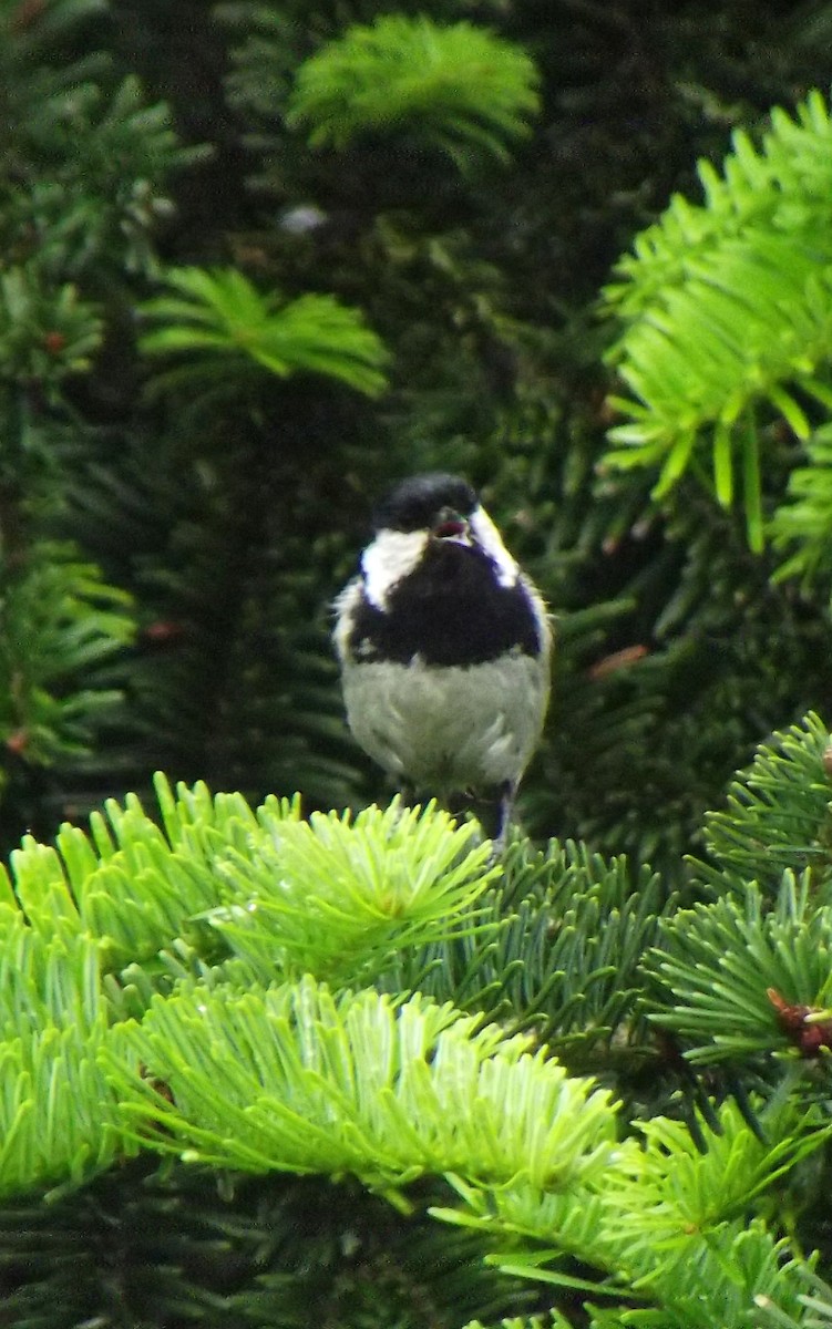 Coal Tit - ML58822481