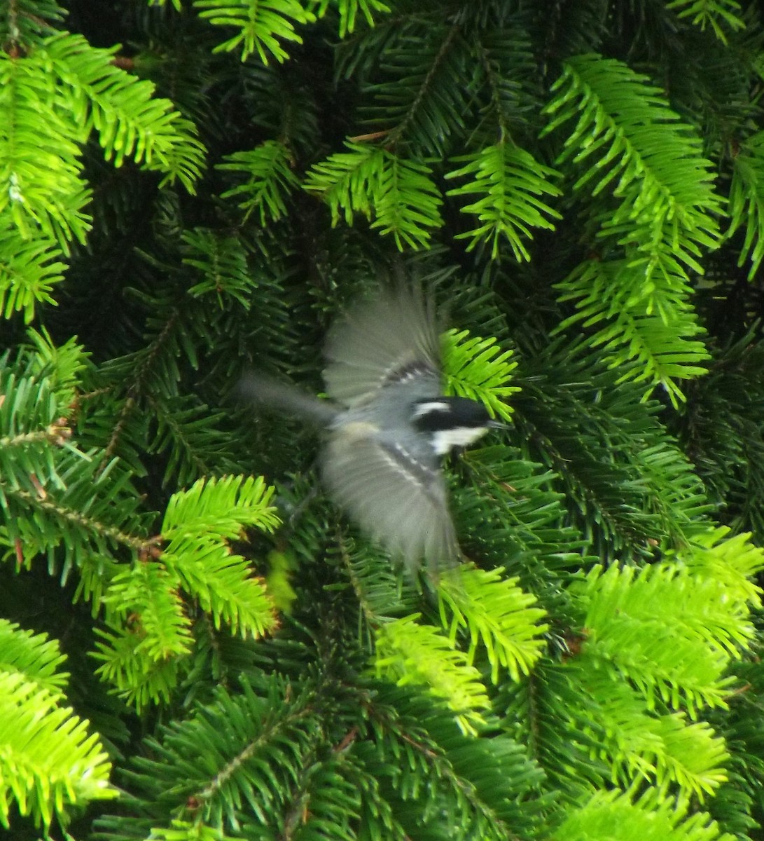 Coal Tit - ML58822501