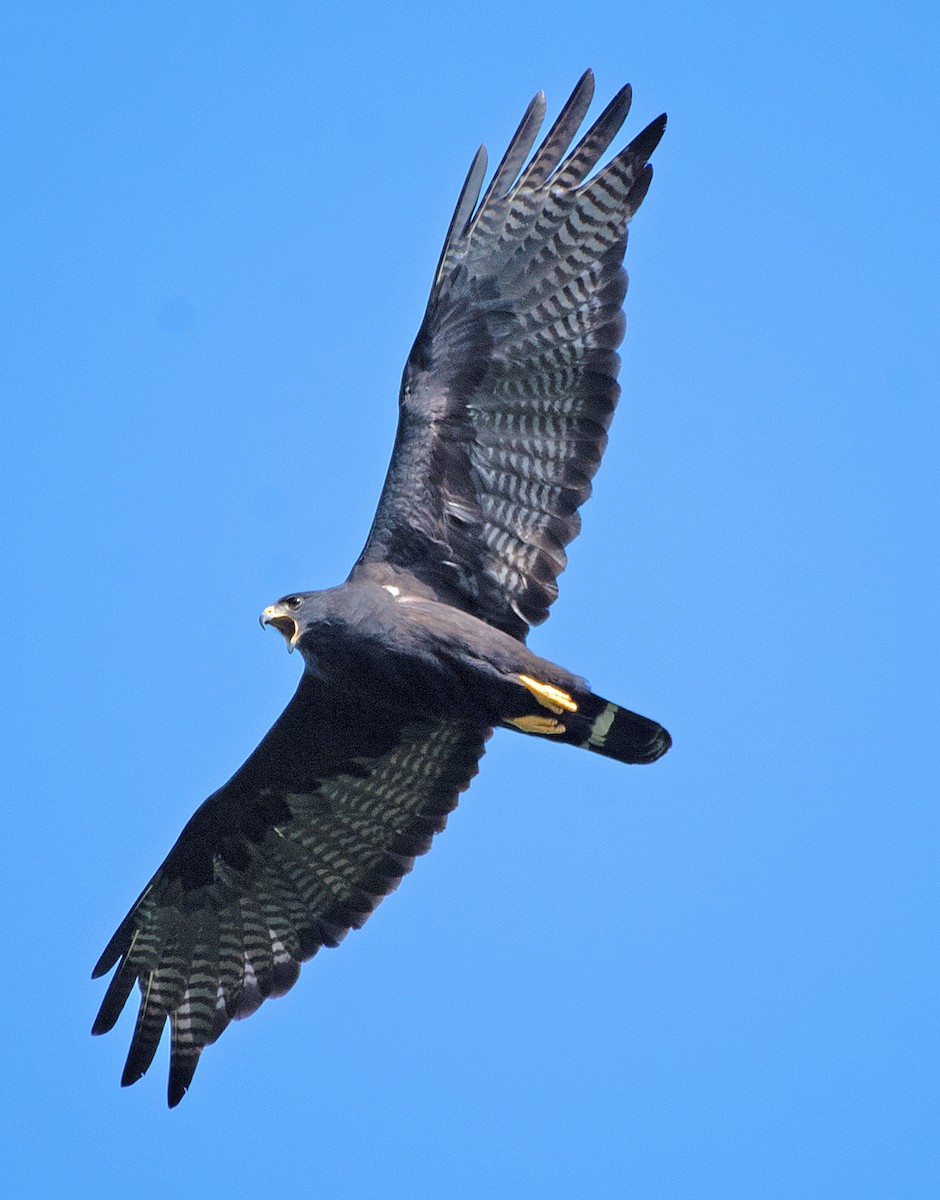 Rußbussard - ML588225191