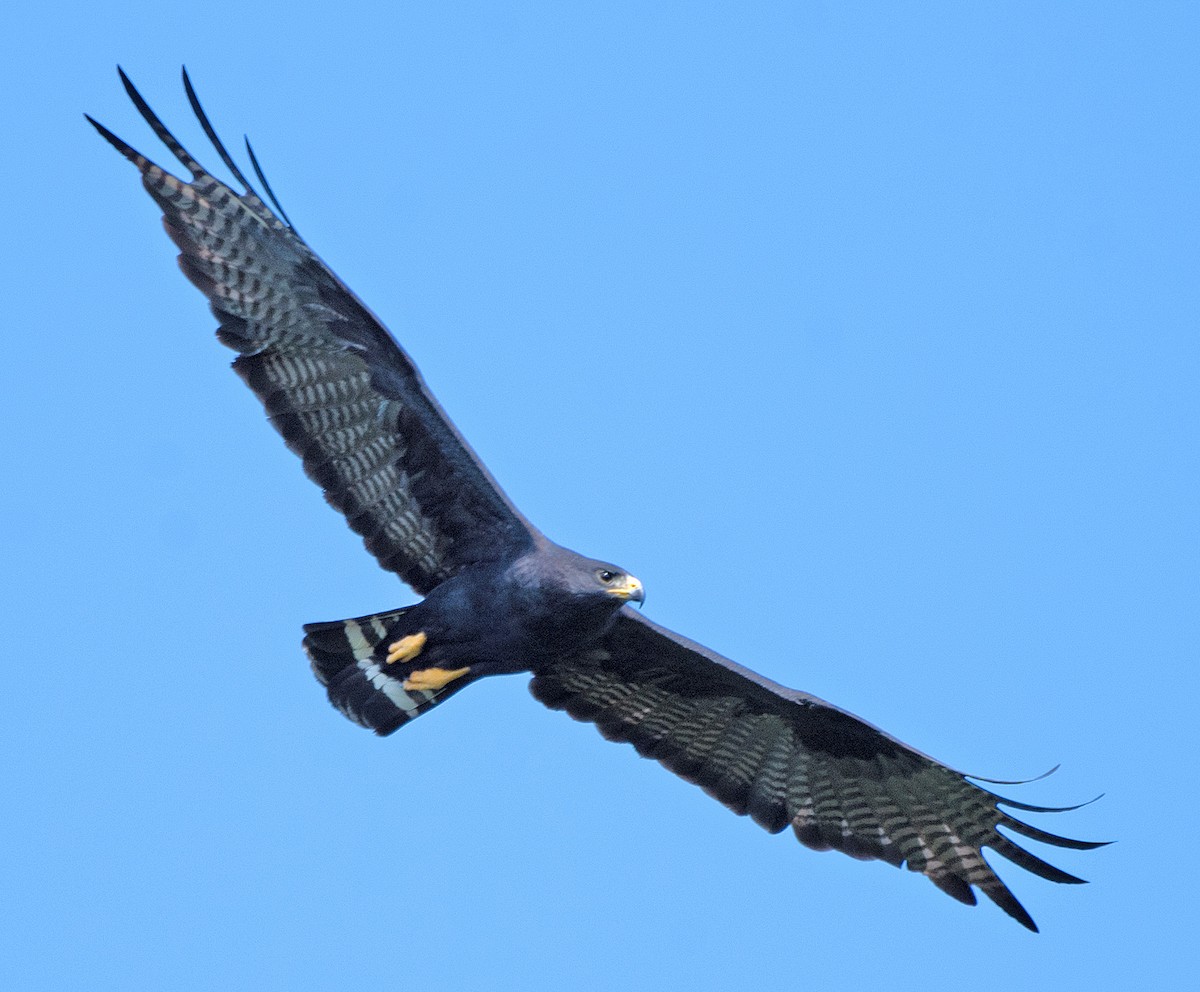 Zone-tailed Hawk - Kenneth Butler