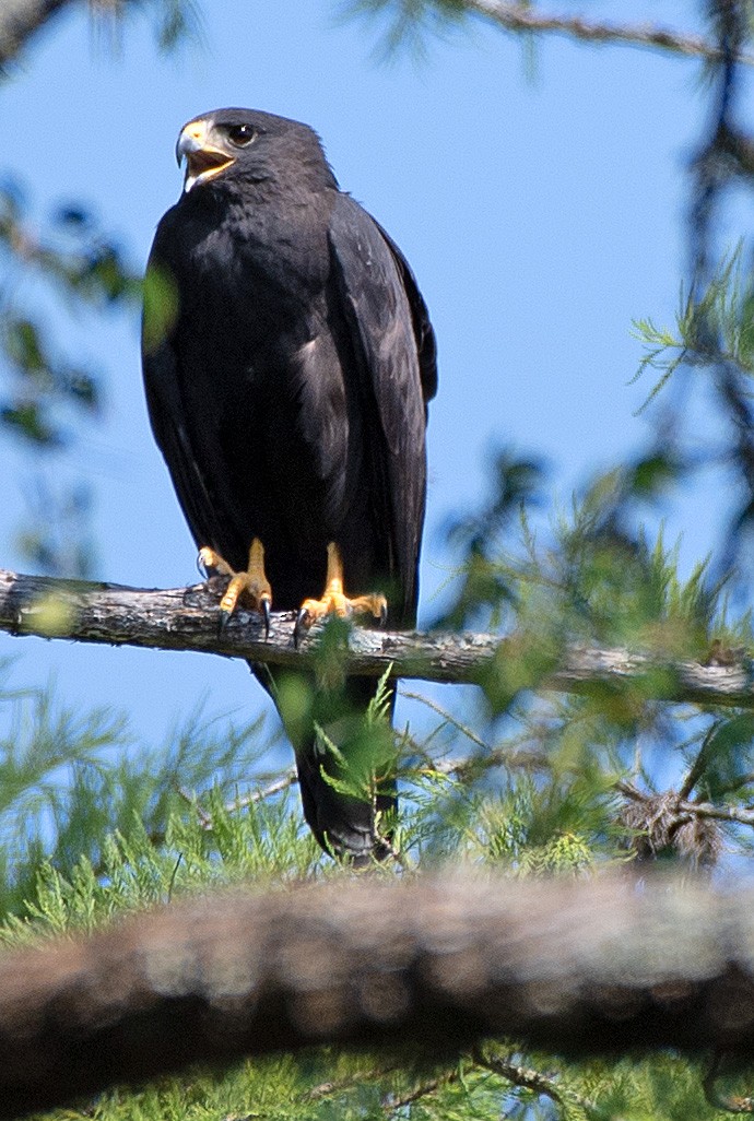 Zone-tailed Hawk - Kenneth Butler