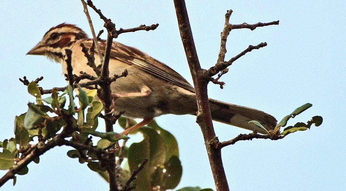 Bruant à joues marron - ML588225381