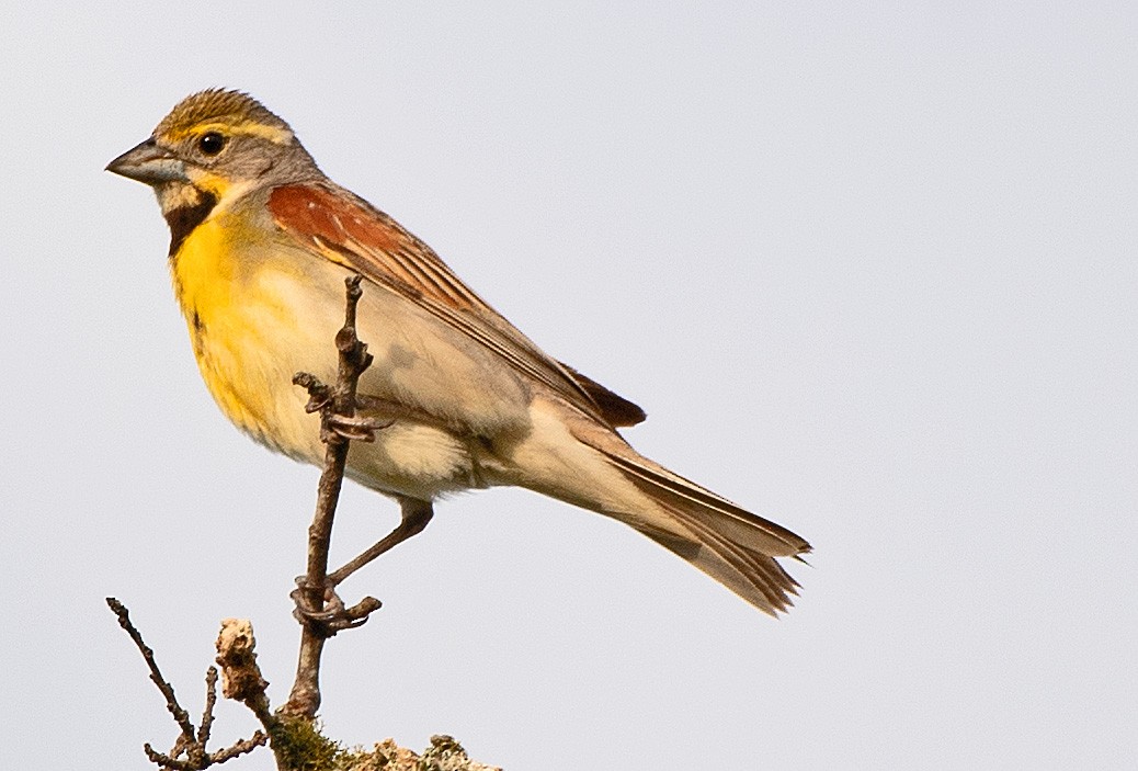 Dickcissel - Kenneth Butler