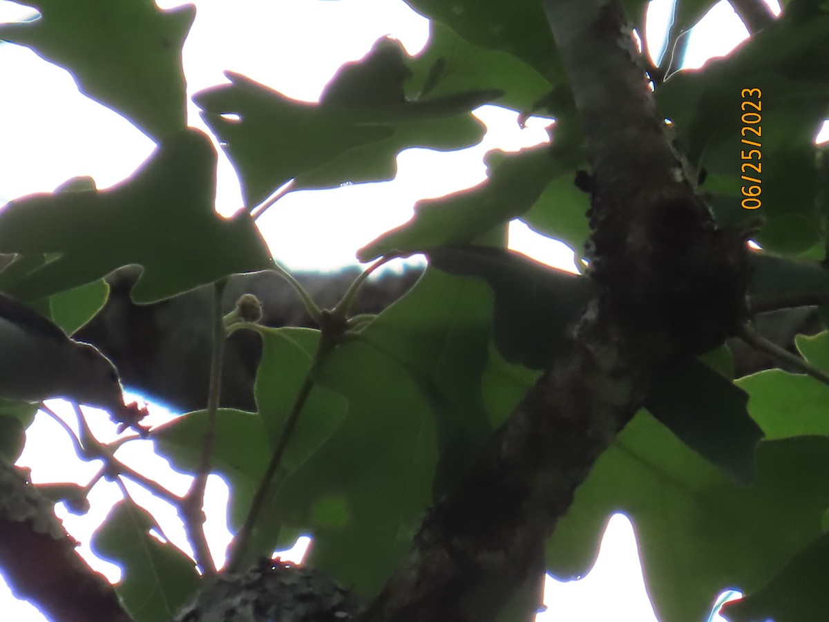 Blue-gray Gnatcatcher - ML588226181