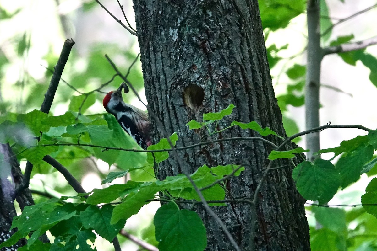 Middle Spotted Woodpecker - Gérard ROLIN