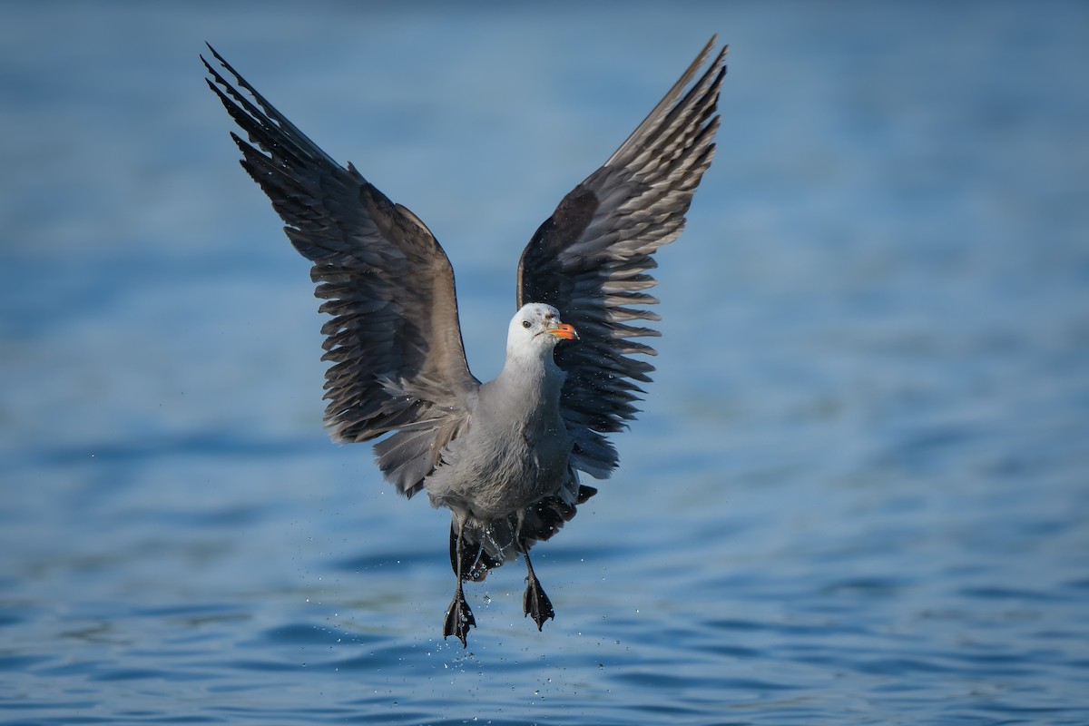 Heermann's Gull - Brad Davidson