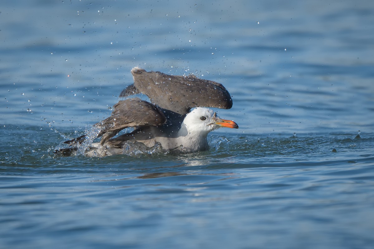 Gaviota Mexicana - ML588226991