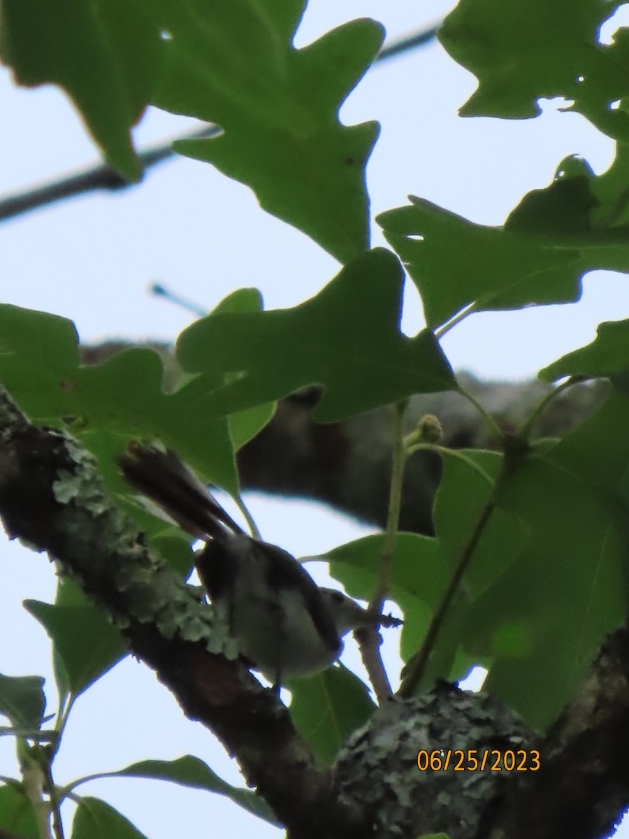 Blue-gray Gnatcatcher - ML588227221